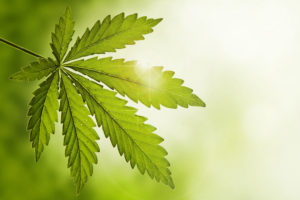 Cannabis cultivation - Medical cannabis