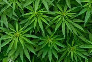 Bhang - Medical cannabis